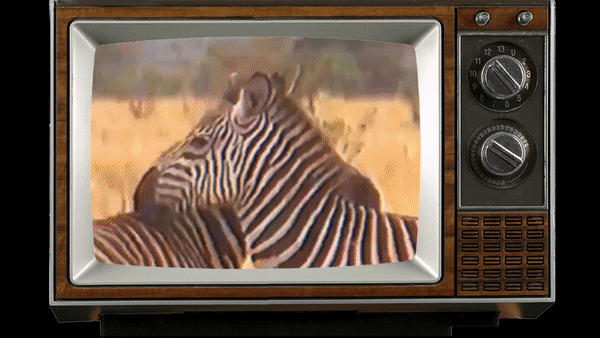 Broncho TV Zebra Video